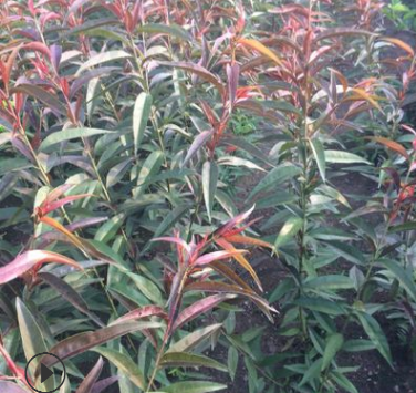 南高叢藍(lán)梅苗 北高叢藍(lán)梅苗 兔眼藍(lán)梅苗