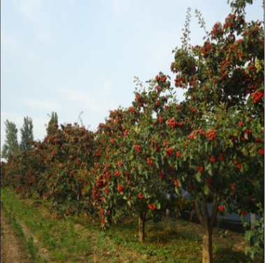 批發(fā)遼寧山楂miao 新品種價(jià)格低 東北山楂miao 抗凍 山楂樹