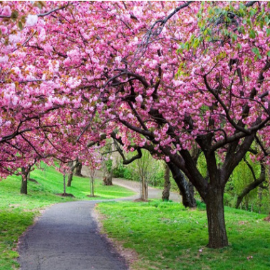 批發(fā)日本櫻花樹 優(yōu)質(zhì)日本晚櫻樹 工程 日本晚櫻花 晚櫻樹