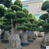 供應(yīng)造型大提根榕 造型小葉榕樹樁盆景 大型小葉榕