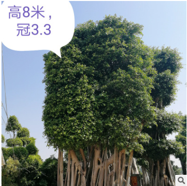 供應(yīng)自然型大樹 造型小葉榕樹樁盆景 大型小葉榕 基地直銷