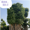供應(yīng)自然型大樹 造型小葉榕樹樁盆景 大型小葉榕 基地直銷