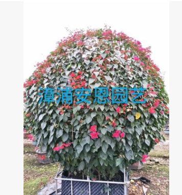 漳浦安恩園藝，造型三角梅盆栽/簕杜鵑/大小球型三角梅球