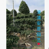 漳浦安恩園藝，小葉榕樹盆景造型小葉榕 大型小葉榕 苗圃基地直銷