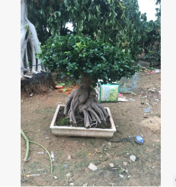 批發大人參榕，微信人參榕盆栽，榕樹盆景