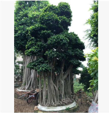 供應精品小葉榕樹，樁頭榕樹，造型小葉榕