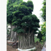 供應(yīng)精品小葉榕樹(shù)，樁頭榕樹(shù)，造型小葉榕