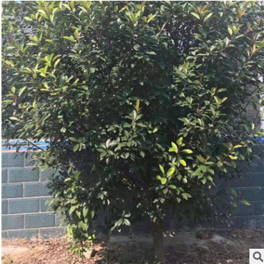 石楠 本基地供應精品石楠球