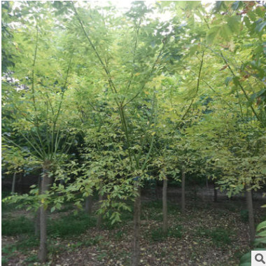 本基地大量供應5-20公分黃金槐