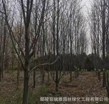 基地供應精品玉蘭 二喬玉蘭丶白玉蘭8----16公分