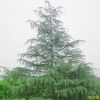 高5米雪松