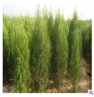 雙鑫苗基地直銷(xiāo) 1米高側(cè)柏小苗批發(fā) 現(xiàn)挖現(xiàn)賣(mài) 綠化苗木品種齊全