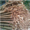 香椿苗基地常年出售紅油香椿苗產(chǎn)量高根系好成活好無病蟲害