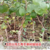 臺灣大青棗果樹苗蜜棗王嫁接苗南方種植果樹苗木盆栽地栽當年結果
