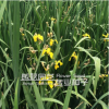 供應宿根花卉萱草 金娃娃萱草 大花萱草 綠化苗木花卉易成活
