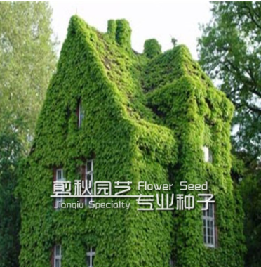 觀葉棚架綠化爬山虎地被 爬藤植物 爬山虎小苗