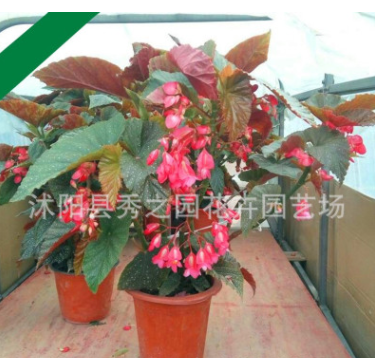 種植基地大量批發(fā)優(yōu)質(zhì)竹節(jié)海棠 盆栽花卉 四季開花