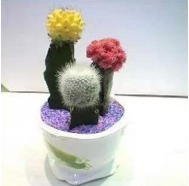 多肉植物【三組合仙人】仙人類(lèi)花卉 辦公室內(nèi)迷你盆栽