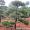 湖南黑松農戶直銷庭院景觀綠化樹造型黑松 樹形優美 價格實惠