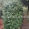 現貨供應冬春開花的四季常綠木本花卉1.6米高冠幅0.7米的山茶花柱