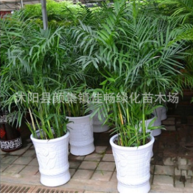 散尾葵室內盆栽 鳳尾竹盆栽 客廳會議室居家盆栽植物 凈化空氣