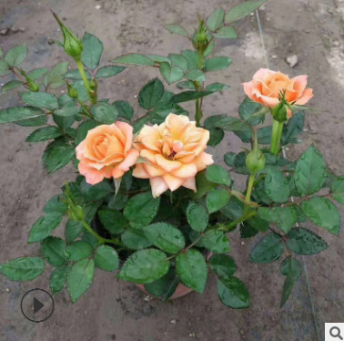 迷你玫瑰小盆栽苗現(xiàn)挖現(xiàn)發(fā) 斗南基地盆栽觀花植物玫瑰花苗批發(fā)