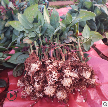 精品戴安娜玫瑰鮮切花種苗批發云南產地直供四季觀賞玫瑰月季小苗