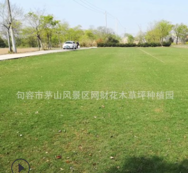 四季常青草坪, 進口草坪種子 耐踐踏生長低