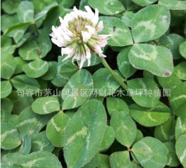 觀賞型草坪種子 少零售多批發 白三葉種子