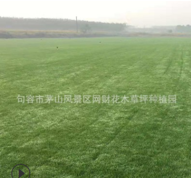 句容草坪供應四季青草籽 矮生好管理 庭院工程廠區專用草種