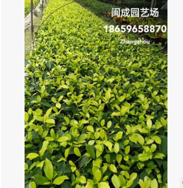 黃金榕 金葉榕 綠化苗木(小袋苗20-25高)