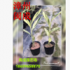 花葉良姜 花葉艷山姜 彩葉姜 綠化苗木 福建漳州