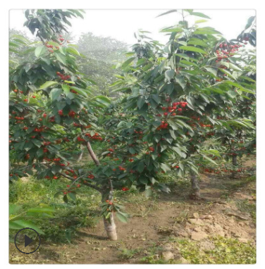 基地直銷櫻桃苗 櫻桃大樹 品種全 規格多 現場看苗