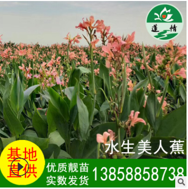 水生美人蕉粉花 水生植物 濕地河水綠化