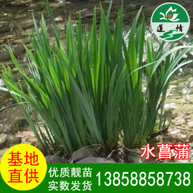 菖蒲 水菖蒲 中藥材 水生植物 綠化種植 景觀盆景