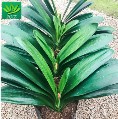 室內盆栽長葉君子蘭苗盆栽 綠色花卉健康寬葉君子蘭植物批發