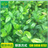 廠家供應 精品綠色茶花苗 高檔茶花苗 正黃旗 各種茶花花苗批發