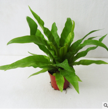 室內(nèi)觀葉花卉小盆栽 蕨類盆景植物（A90)鳥巢蕨