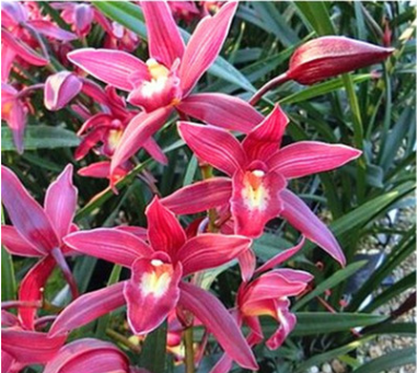 蘭花苗建蘭四季蘭花紅花 紫霞仙女 濃香帶花苞蘭花花卉盆栽室內(nèi)