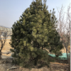 園林基地直銷白皮松 綠化用樹景觀造型美觀白皮松規格全價格優惠