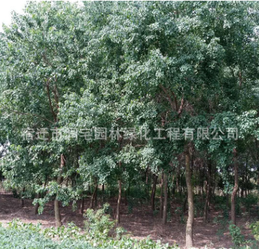 道路綠化苗木紅葉烏桕樹苗批發烏桕樹苗風景樹 根系發達