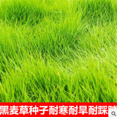 進口耐寒牧草種子多年生黑麥草種子四季常青雞鴨鵝豬牛羊魚草種籽