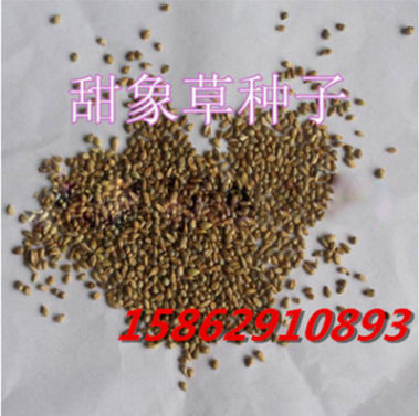 進口優質牧草草籽 甜象草種子 動物牧草 高效經濟作物