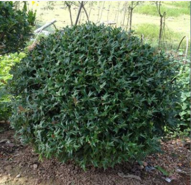 構骨球，構骨樹，帶刺耐寒，‘園林.綠化