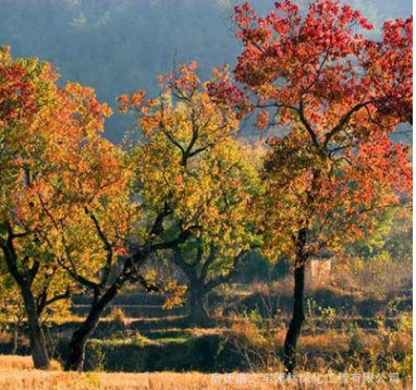 批發烏桕樹苗工程綠化苗木 市政園林行道風景 紅葉烏桕造型樹