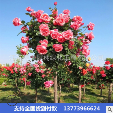 大量供應樹樁月季花品種樹狀大花月季四季開花庭院盆栽美觀綠化樹