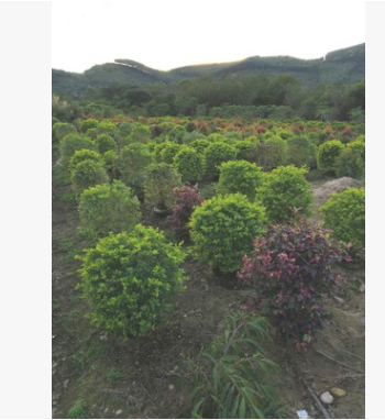 基地批發黃金榕球 漳州園林常綠灌木黃金榕球盆栽 多規格黃金榕球