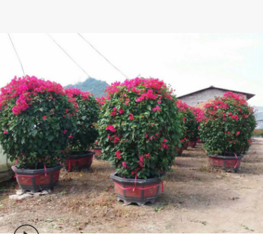 現貨庭院觀花盆栽 多種三角梅花木苗 圓柱球形三角梅