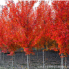 直銷美國 紅楓 行道樹 綠化苗木 秋火焰 紅楓批發(fā) 庭院植物