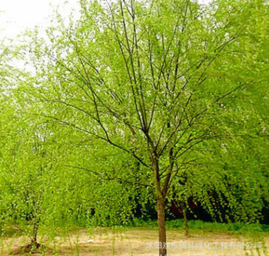 直銷垂柳苗 黃金柳 垂柳樹苗 美國竹柳苗3號 無病害